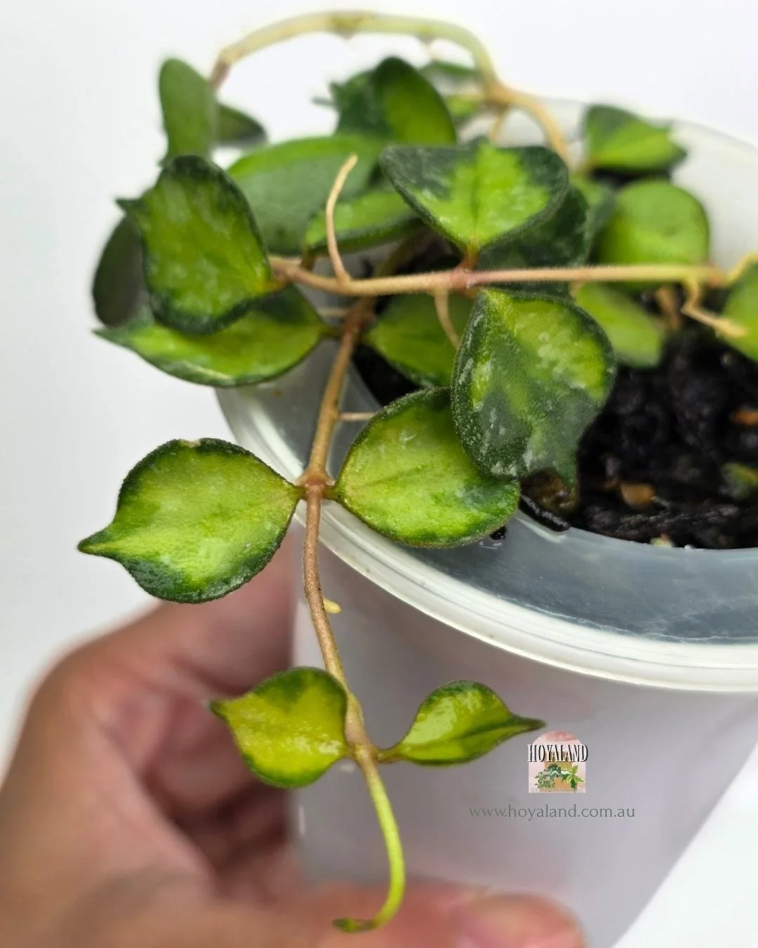 🍂 Hoya Curtisii Variegata — Hoyaland Rare Plants Australia
